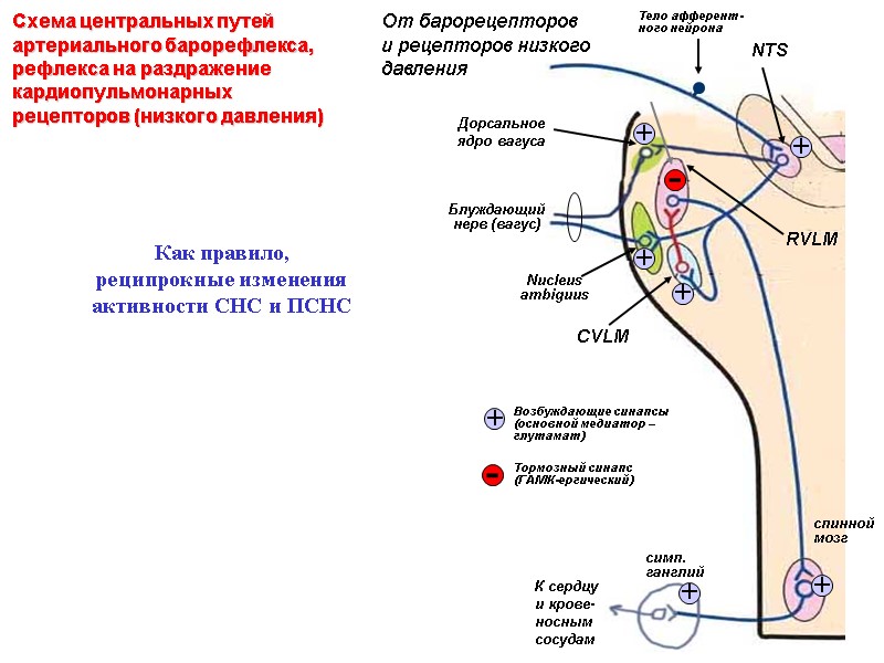 спинной мозг симп. ганглий От барорецепторов  и рецепторов низкого давления К сердцу 